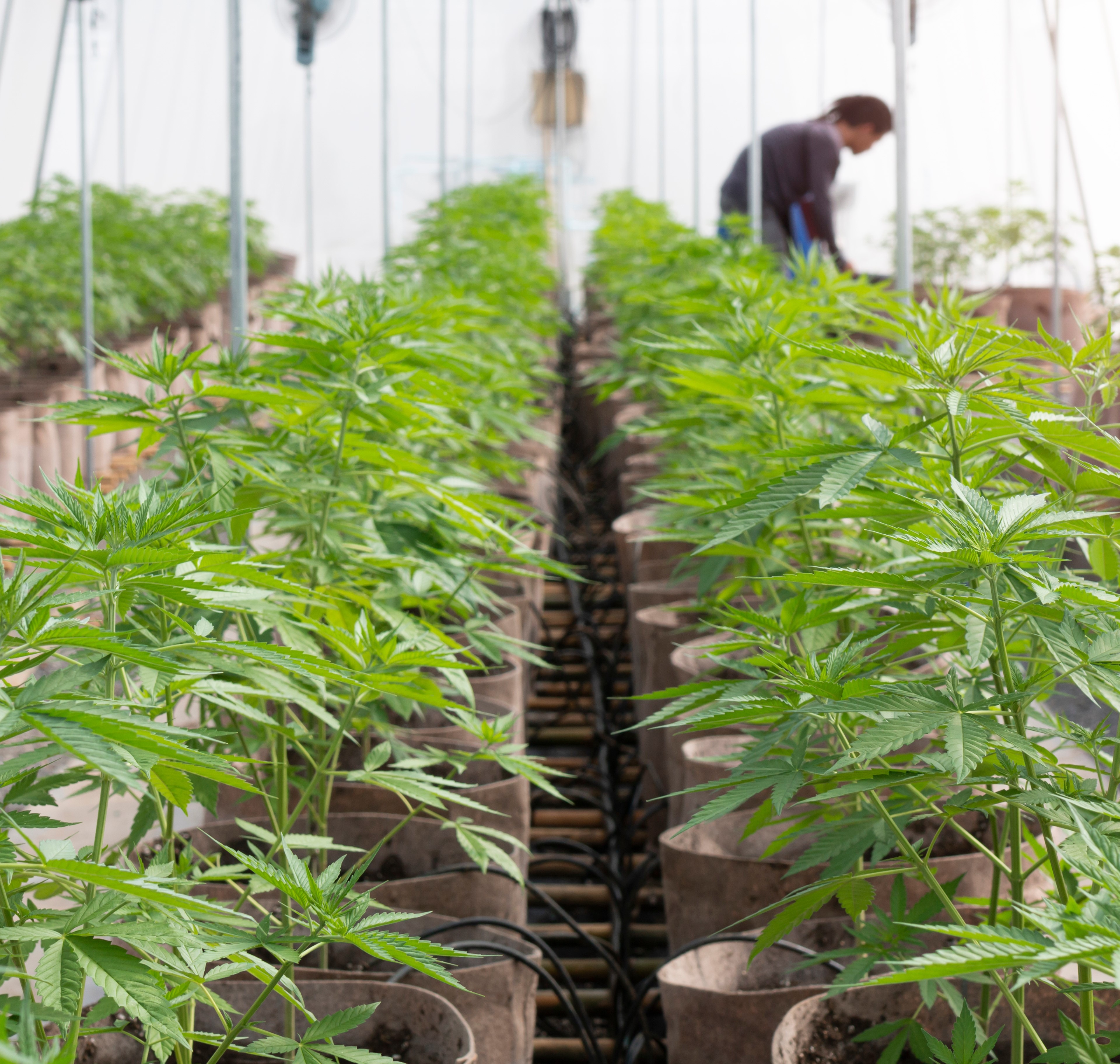 Cannabis plants in a growing facility
