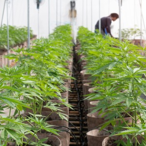 Cannabis plants in a growing facility